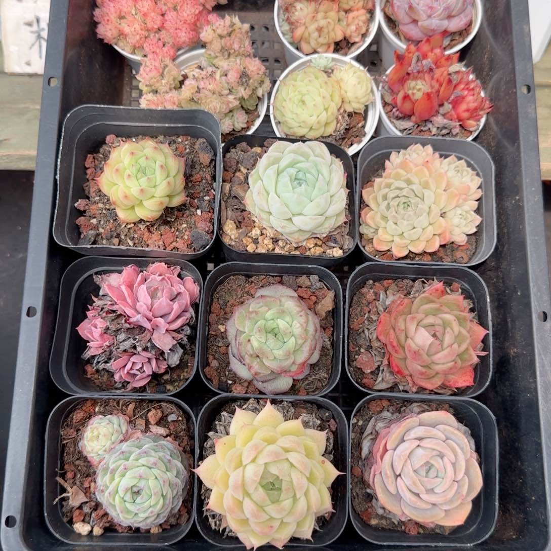 框拍框拍0210-163