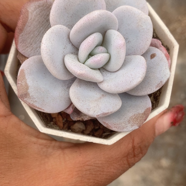 雪莲 大。（满9.99包邮不满9.99发叶子）