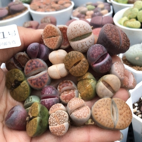 1151，21棵如图特价包邮