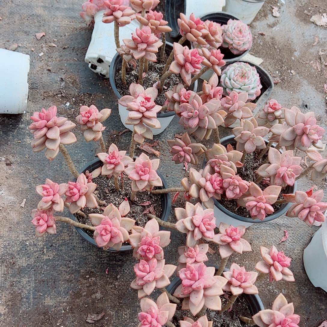 姬胧月散装带盆土精品特价二盆