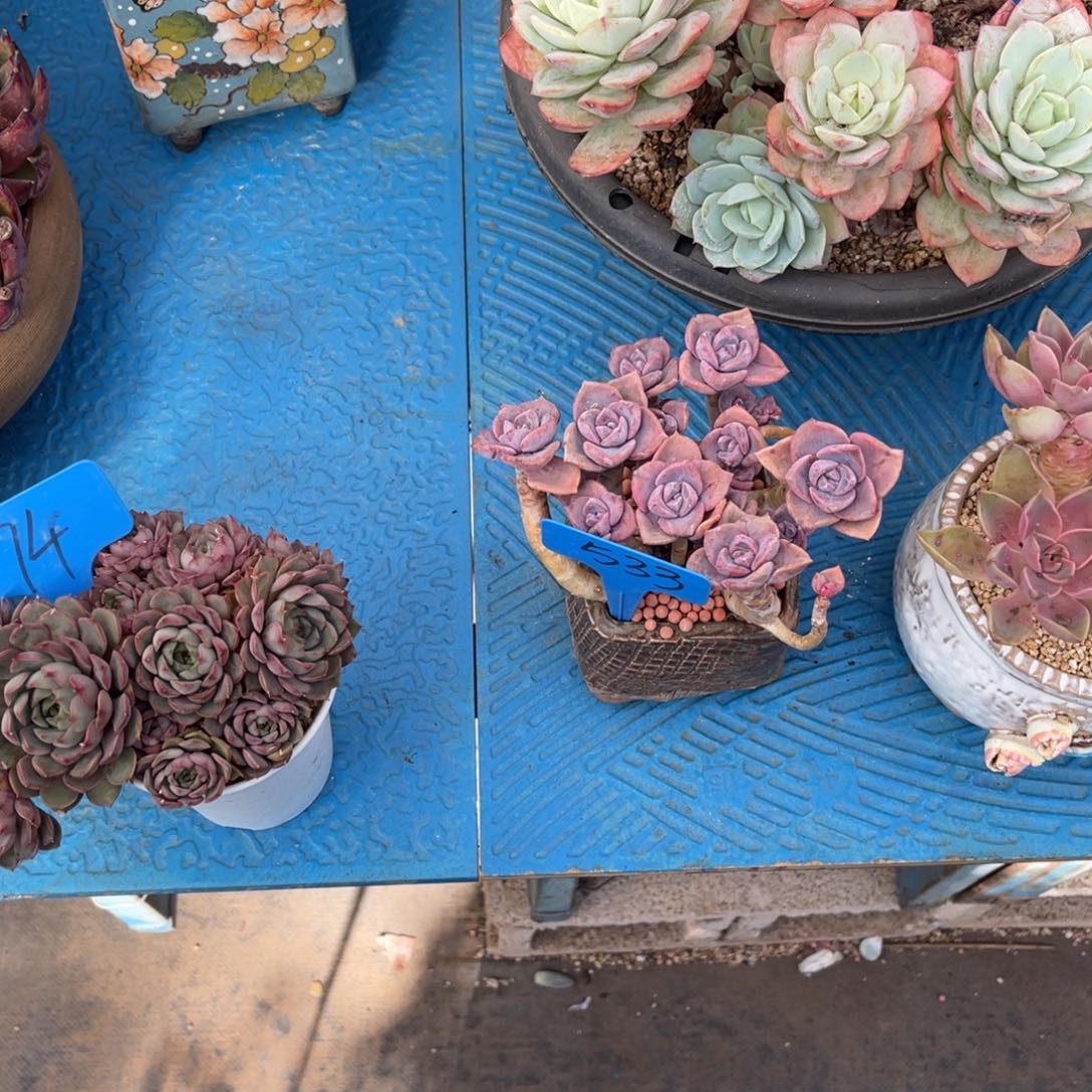 A*J533彩虹糖多肉（寄养