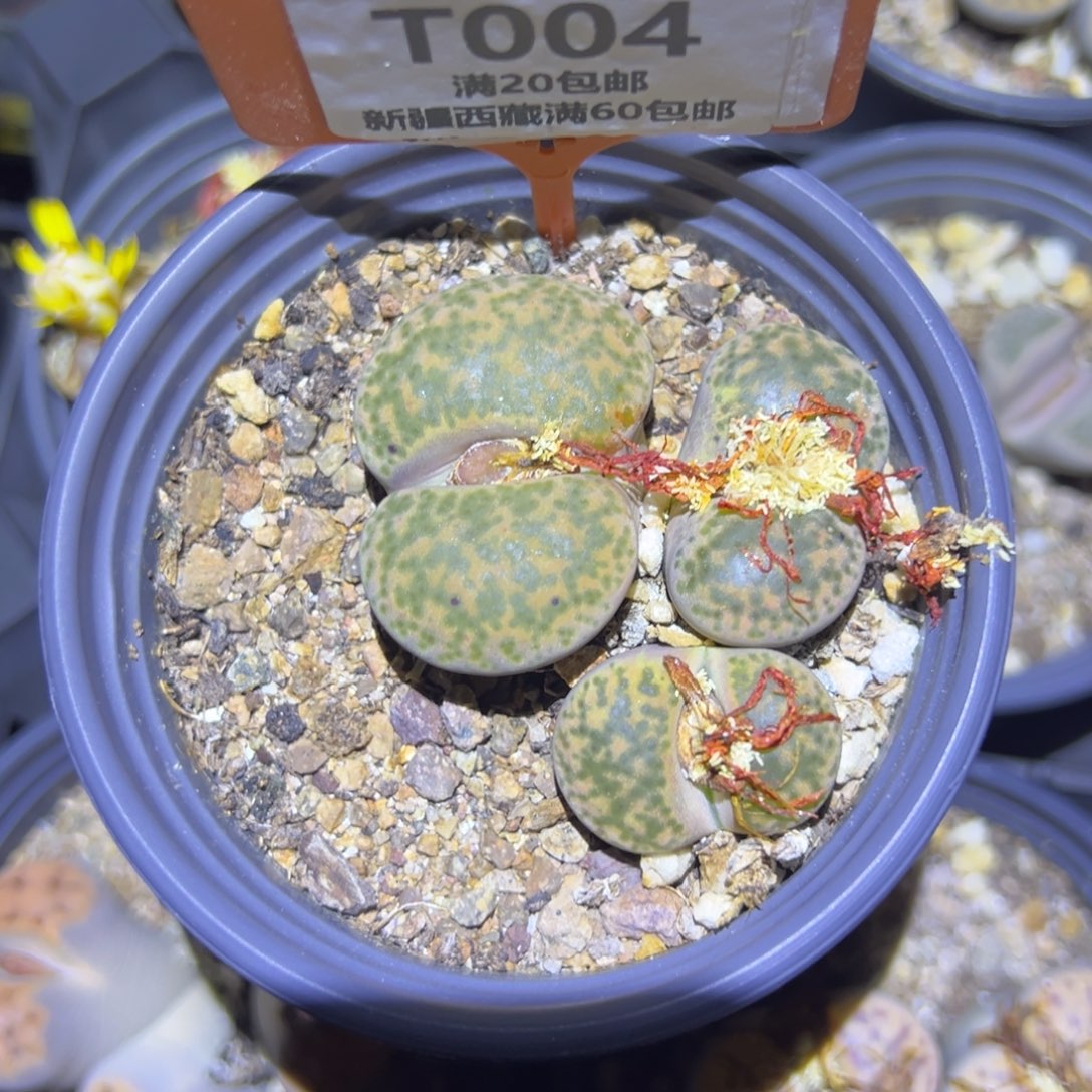 004 一物一拍，默认有伤，介意勿拍，不退不换