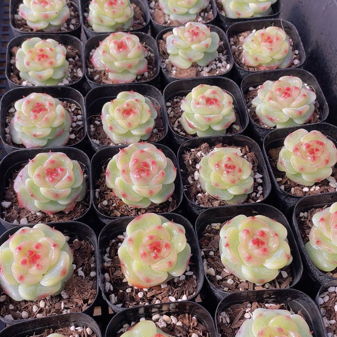 量拍149号 绿菩提珍妮单头一个