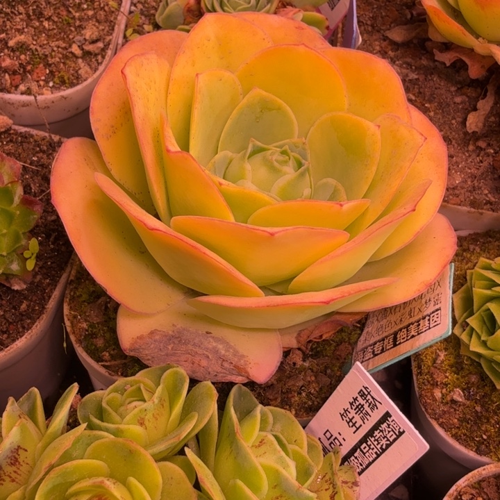 HD632  锦瑟版新白龙