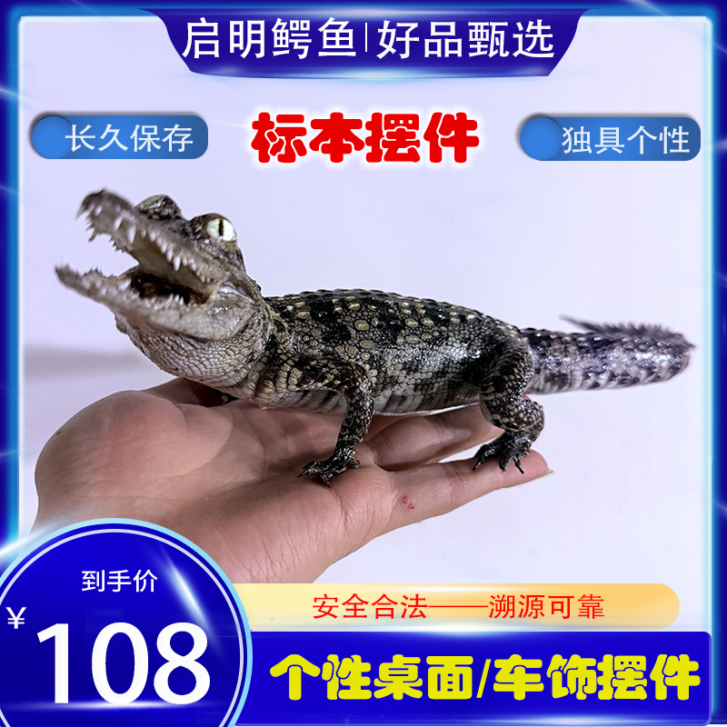 仿真小鳄标本可作汽车客厅书房办公室摆件