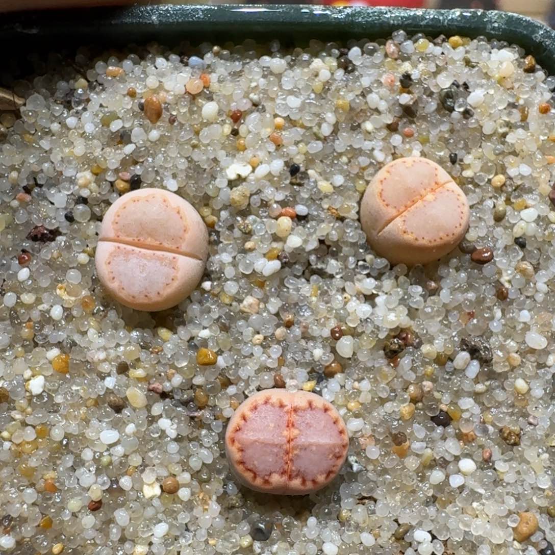 0121-60饼干编号k