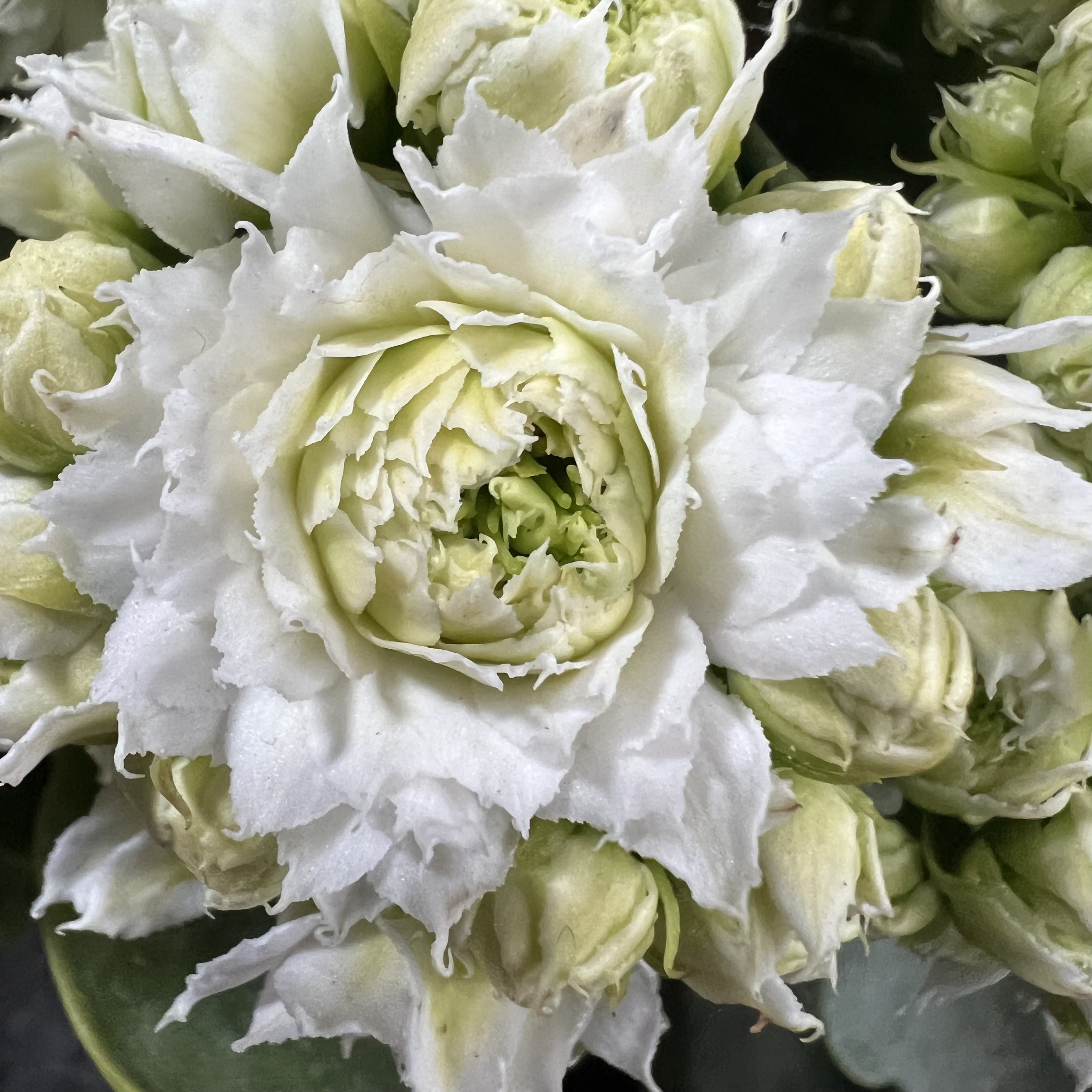 长寿花园～【伊丽莎白】