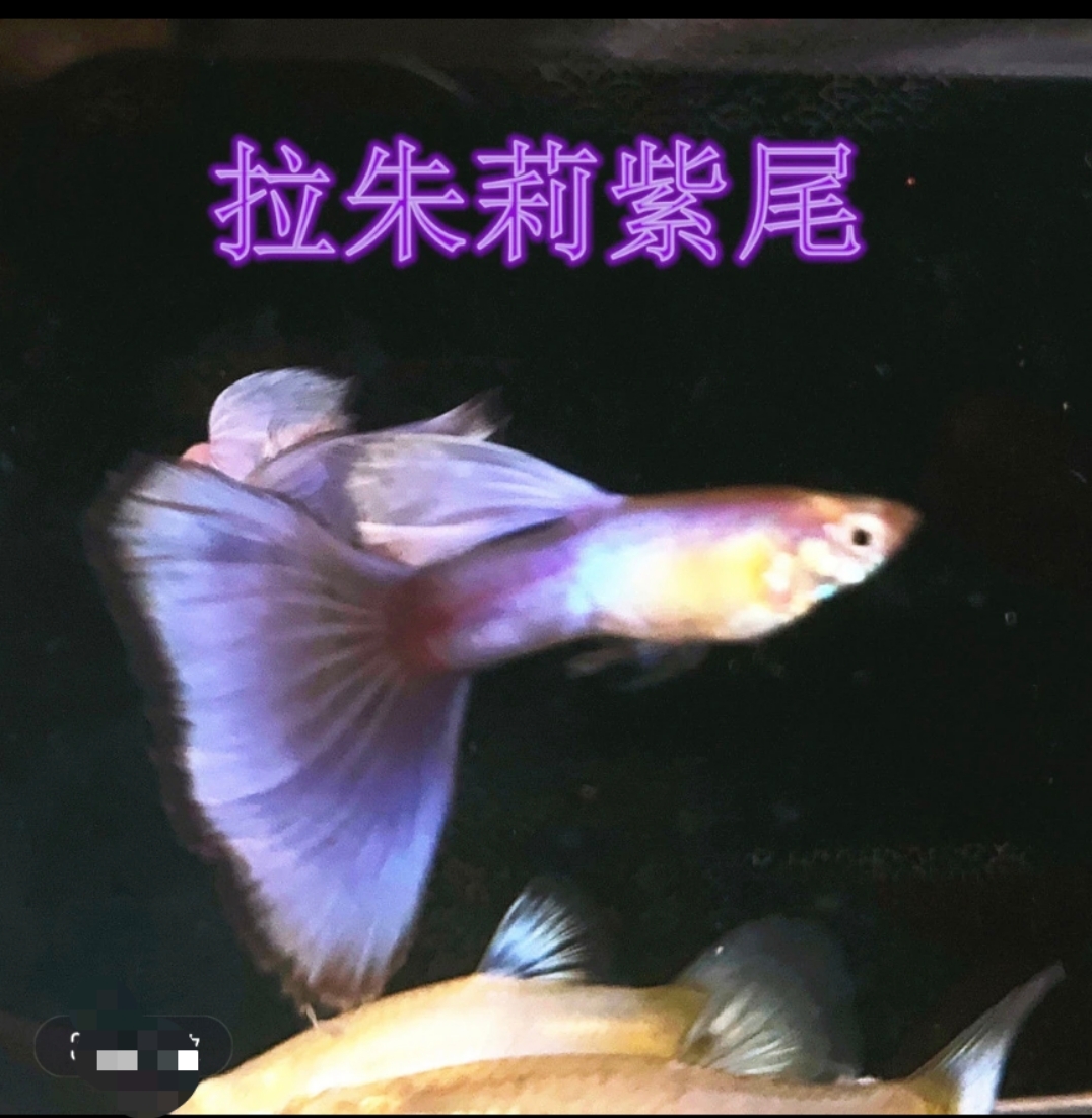 拉朱莉紫尾孔雀鱼（入缸后不包损）