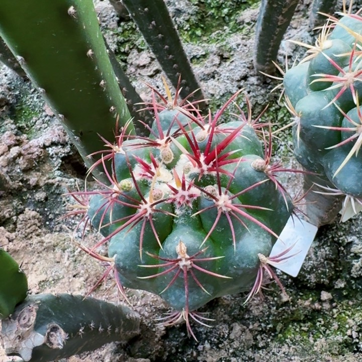 2125苗接大红鹰仙人球