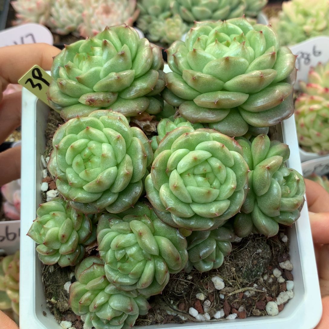 一代灯泡珍妮群39