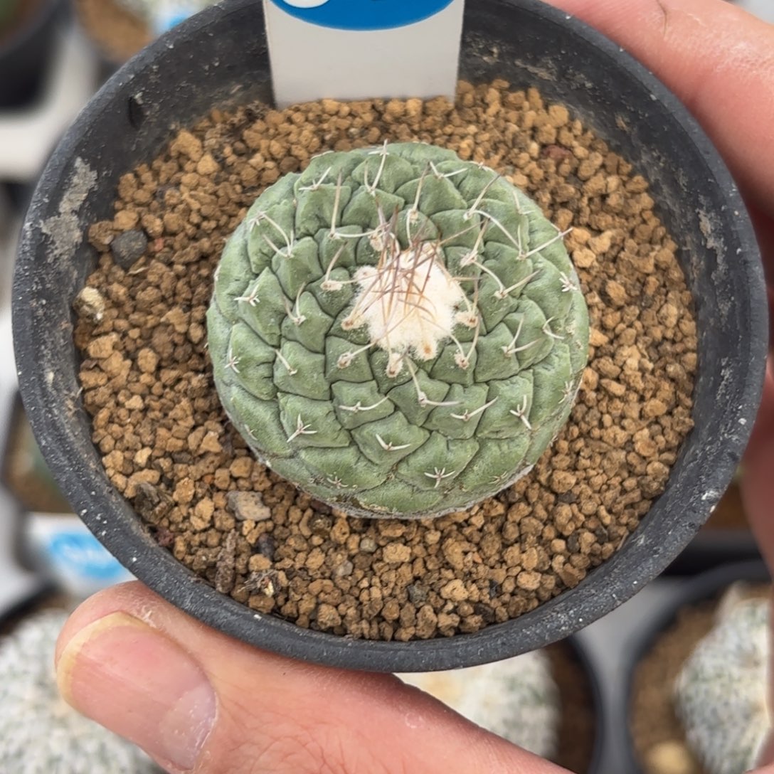 345实生菊水带盆带土发货