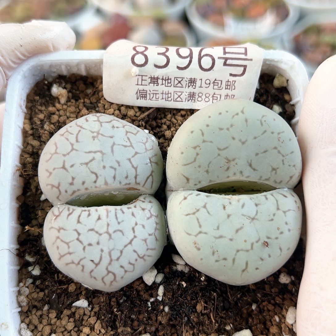 8396五年大白两颗4cm