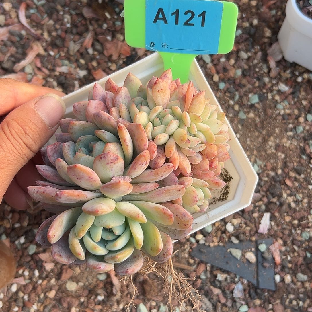 小***7多肉植物一物一拍