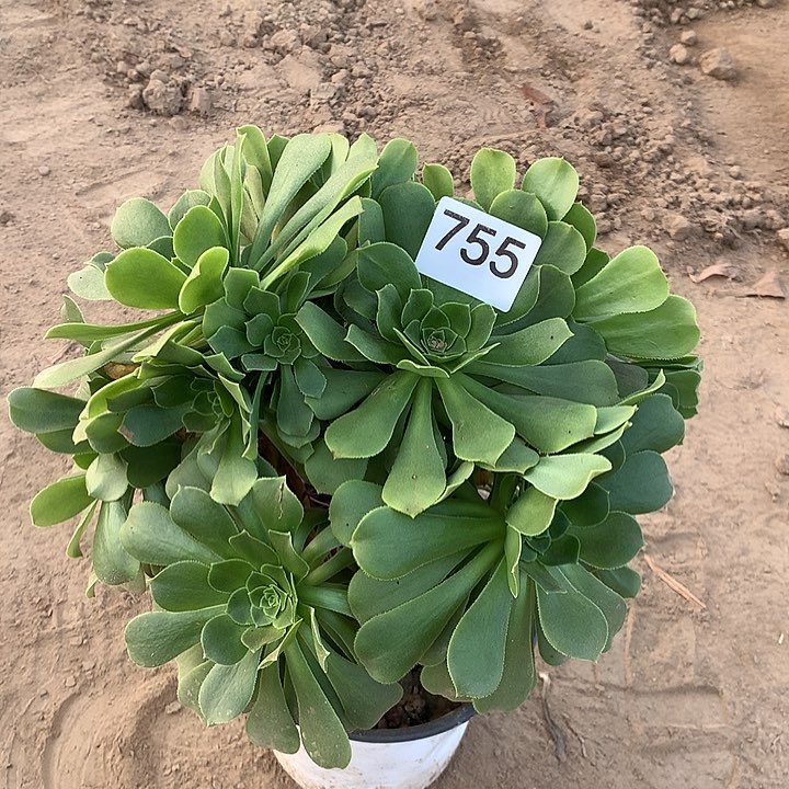 无花朵755绿杨蓉中