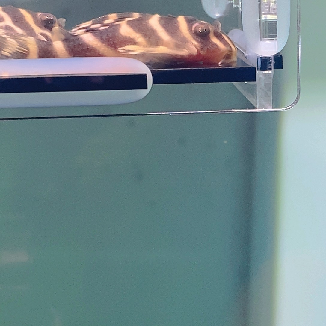 清道夫鱼皇室异型22号