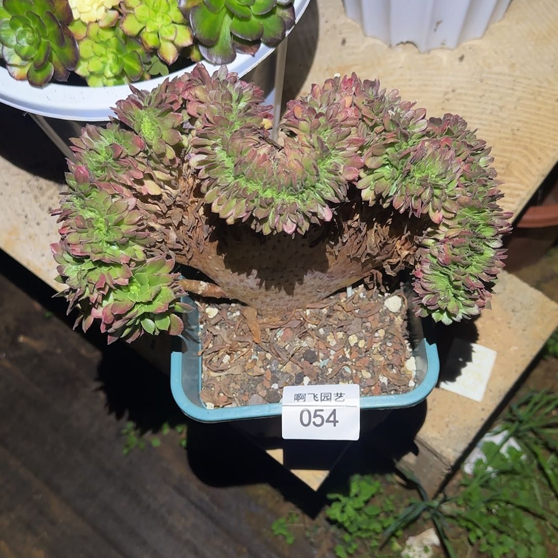 ****淇054多肉 海王缀 扣充值