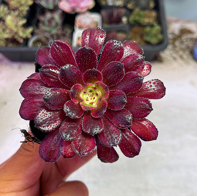 （满9.9元包邮）带盆红覆轮多肉植物4厘米左右