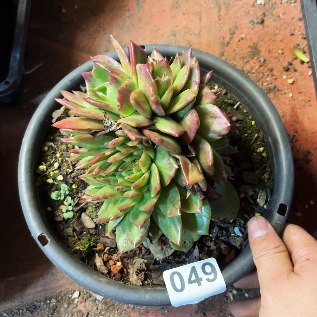 钩子哥福利专场049