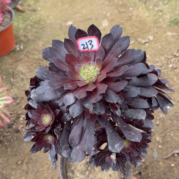 一物一拍黑铜中班锦213