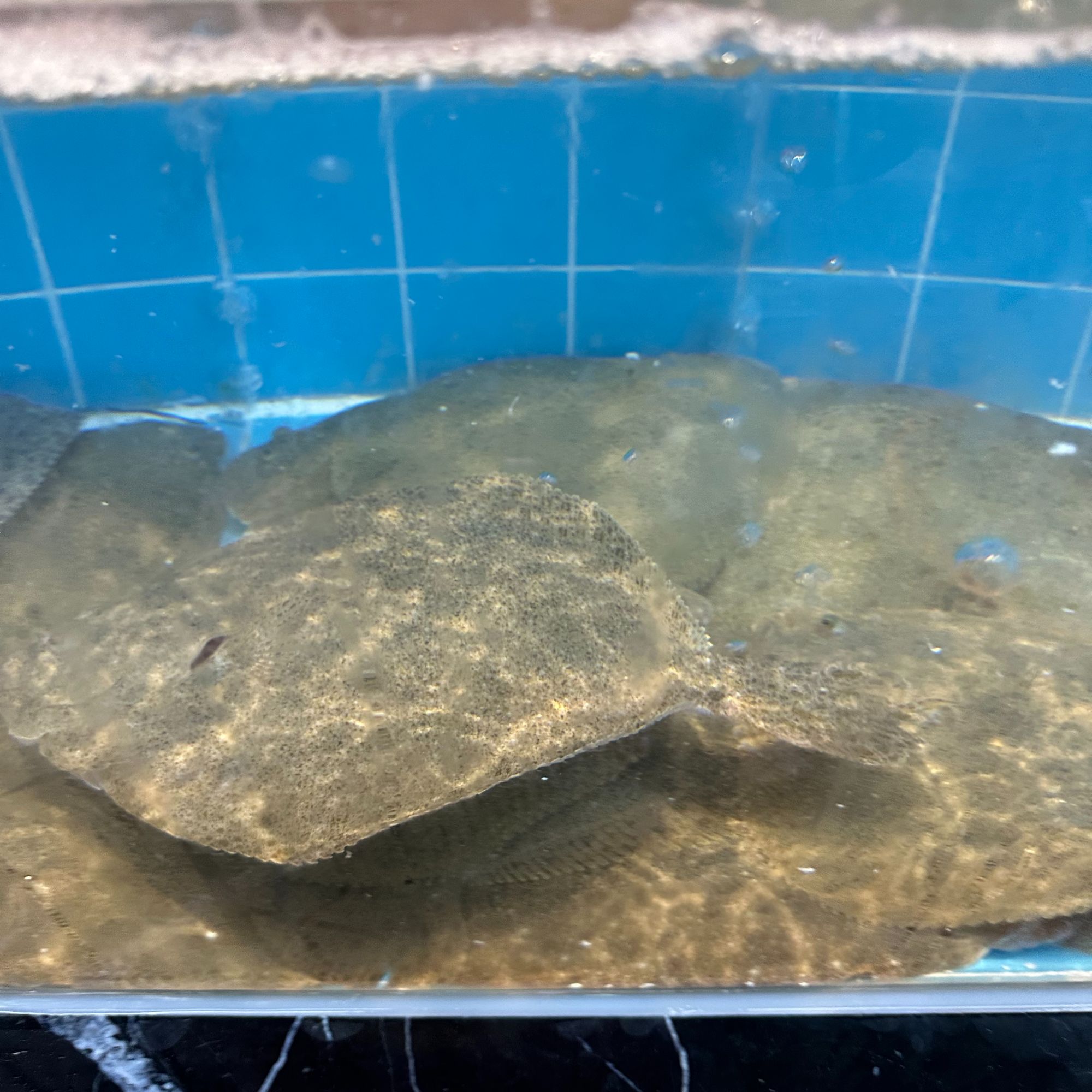 鲜活多宝鱼【老笨海鲜 】10元起送，98包邮！