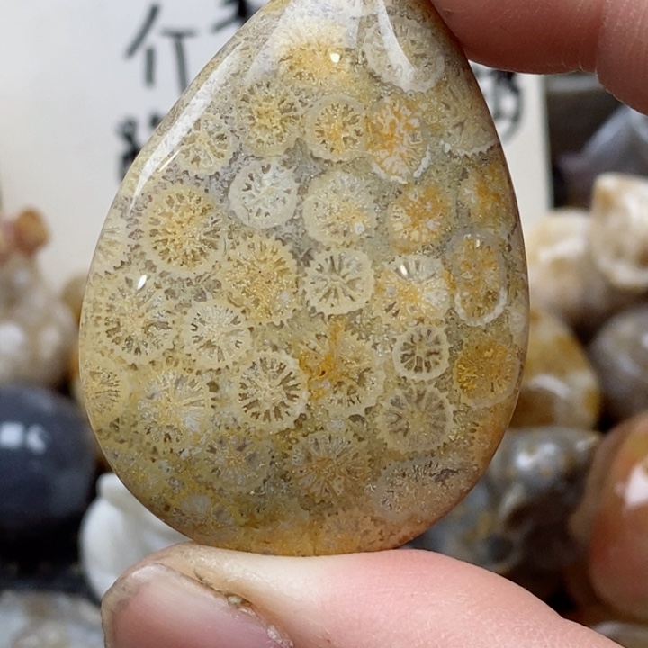 颈饰未镶嵌硅化珊瑚（珊瑚玉）