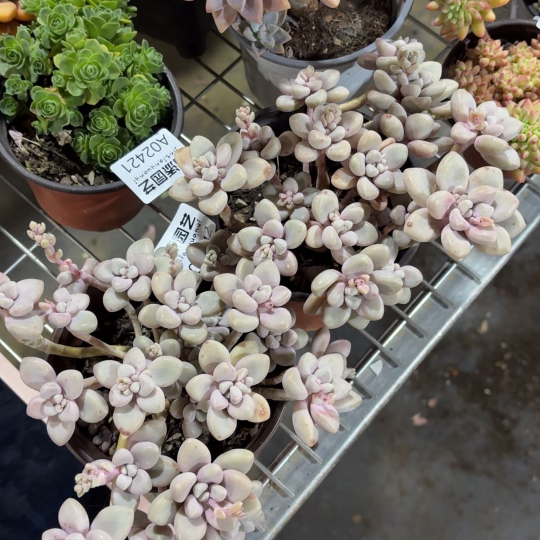 艾伦一物一拍2442