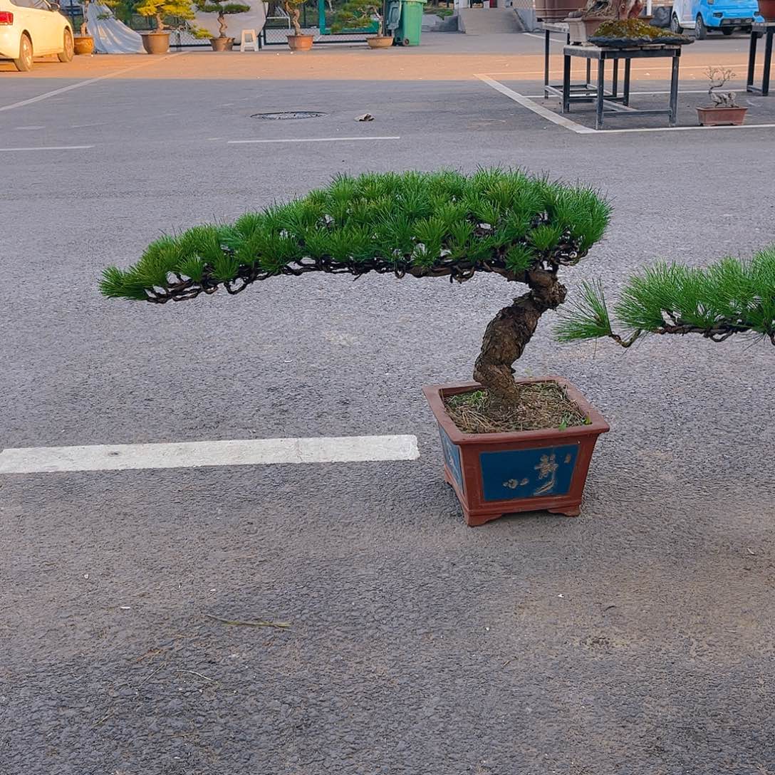 完全开放黑松盆景