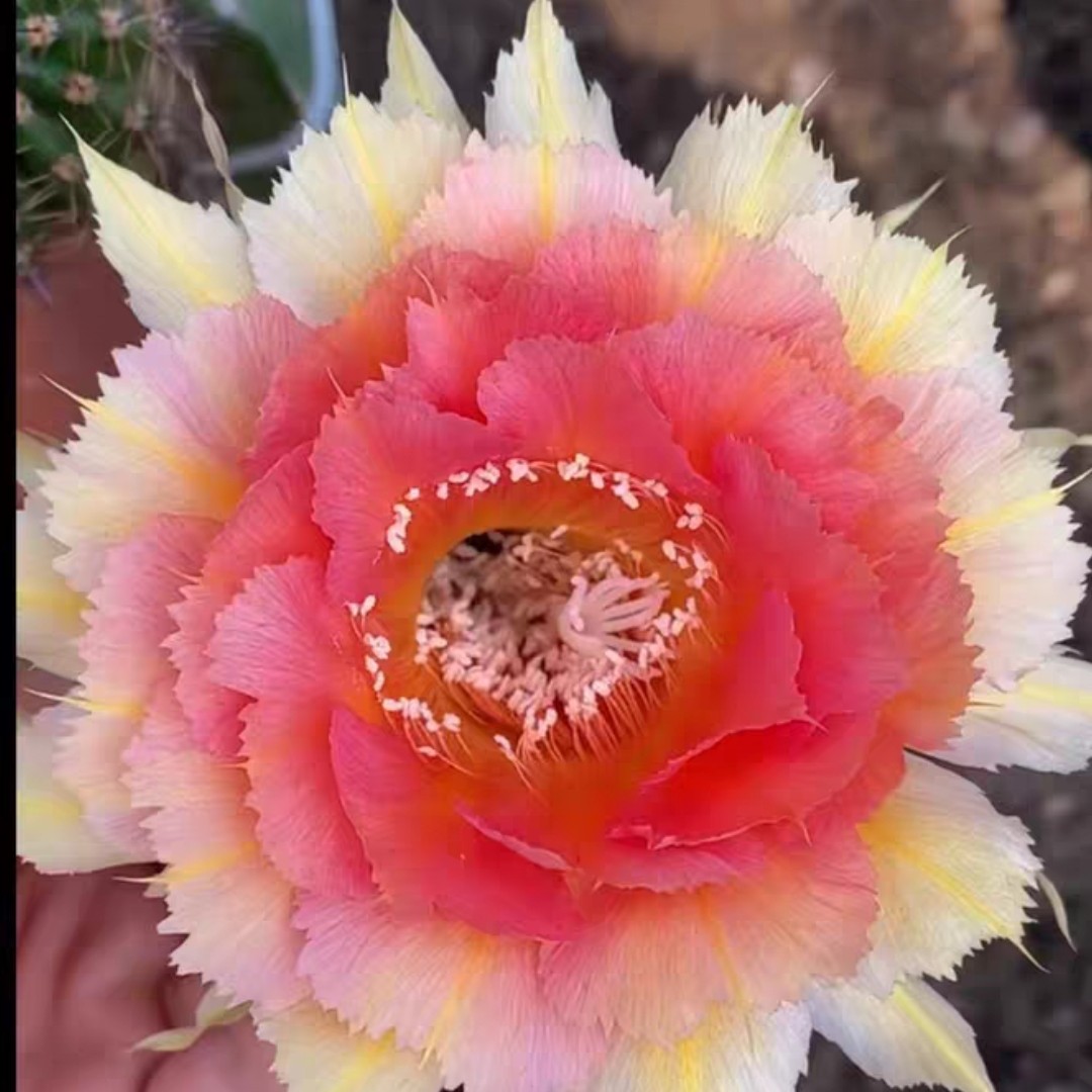 仙人球彩草凤凰羽无根侧芽4公分以上