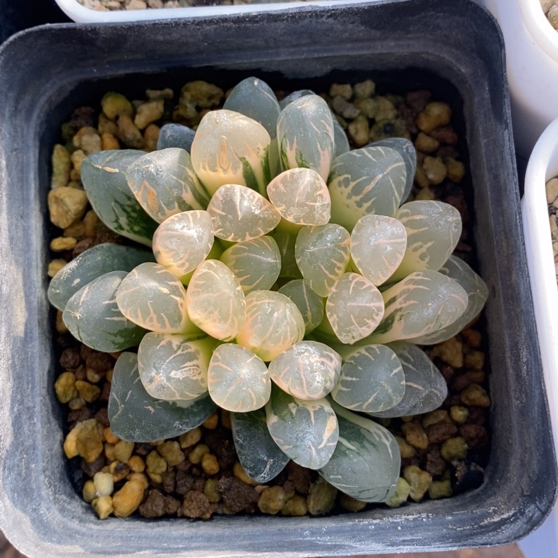 一颗实生糊斑玉露锦 特价