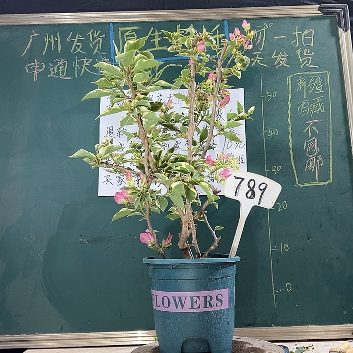 当前无花栽培后可以开花55CM 蜡染粉 小树头 789