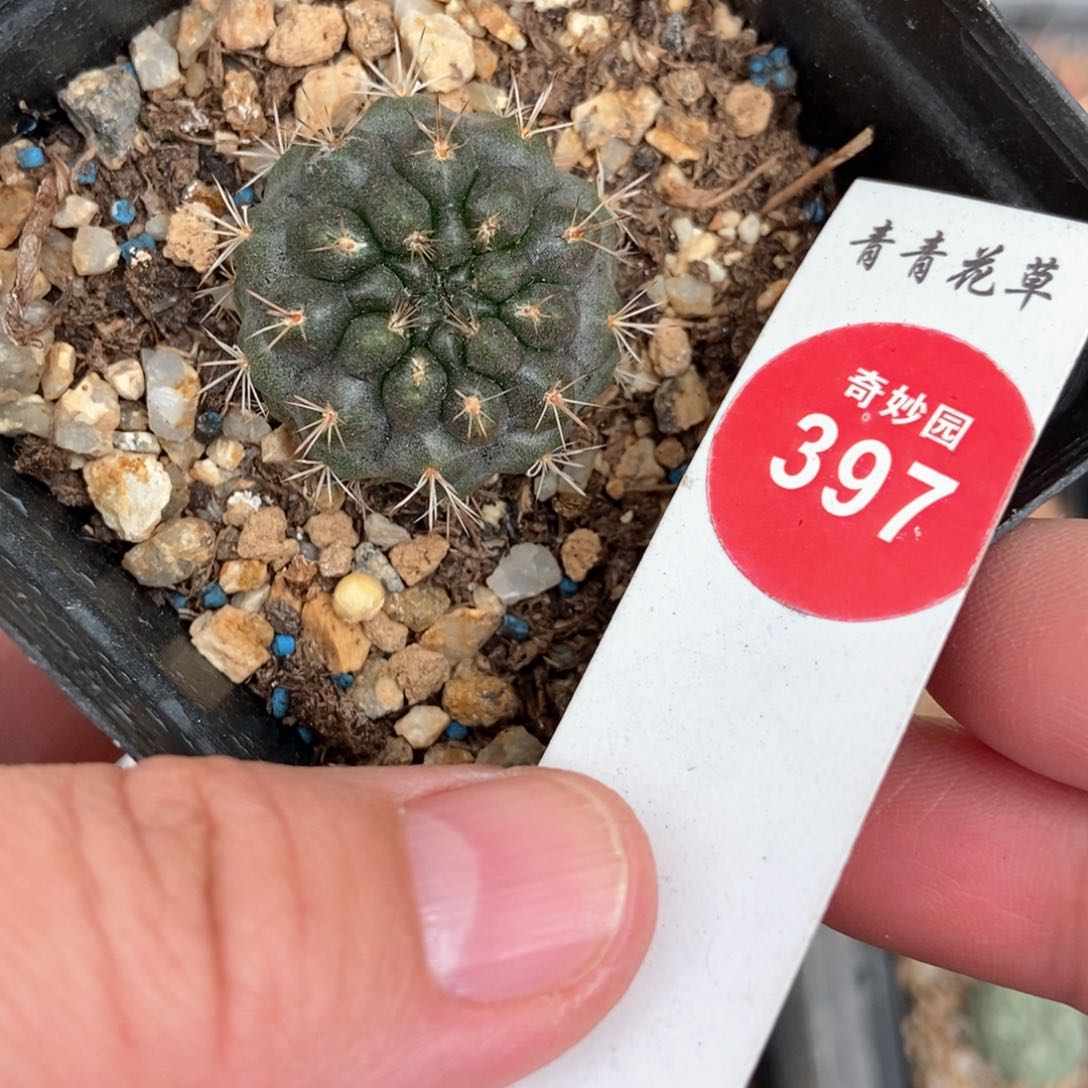 实生登阳丸一颗2.8cm