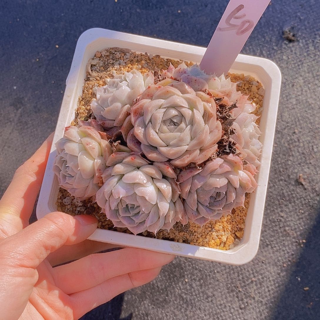 50多肉植物老桩11