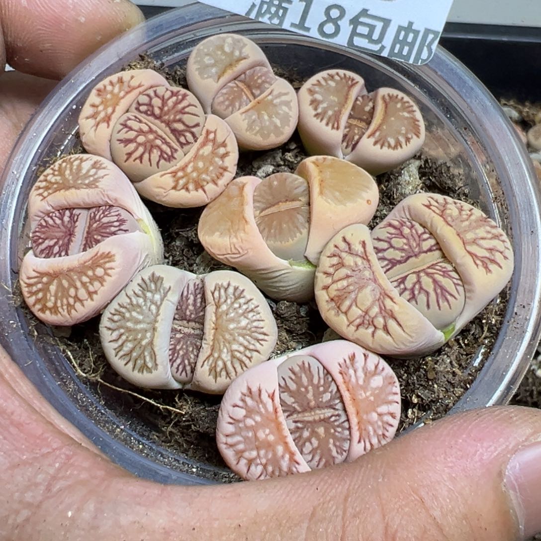 【闪购商品】 176。   