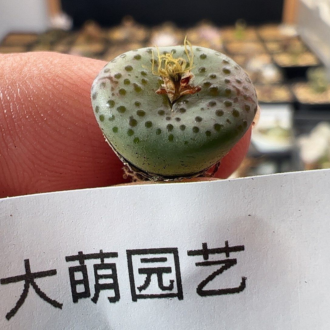 一物一拍匈牙利种源1452.62火龙果安贞553