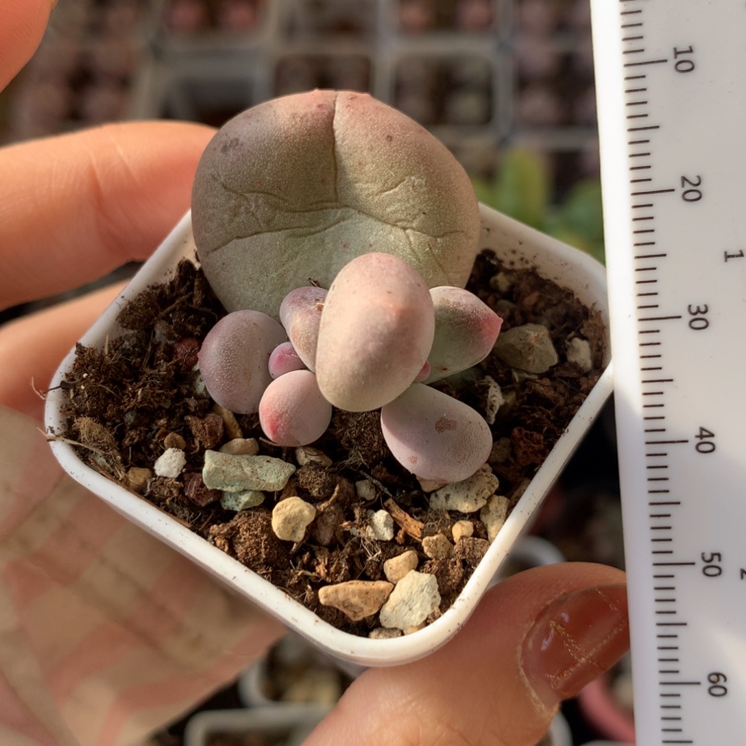 米可奶 米可奶 nigen