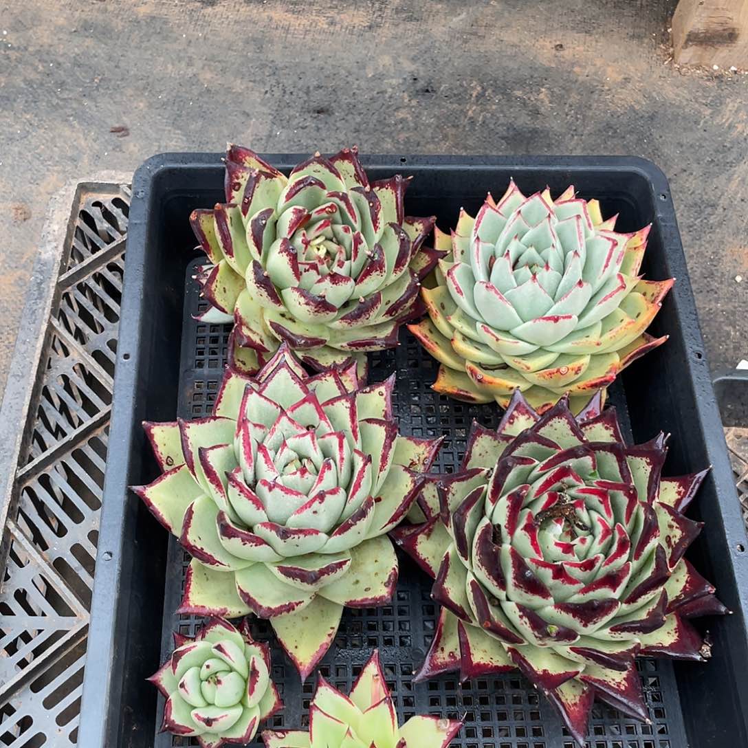 若如东云组拍737（冷链）