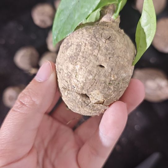 一物一拍，白皮西番莲！