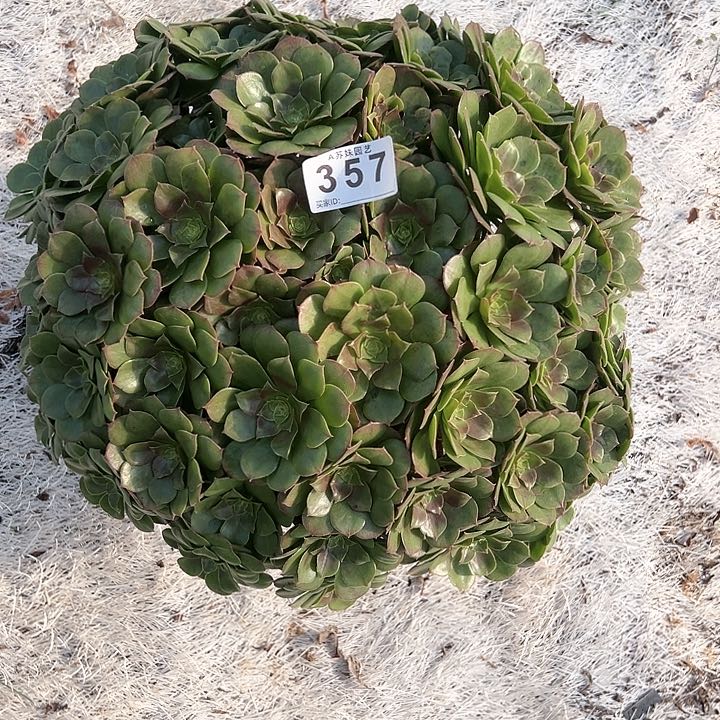 无花朵简****福357万圣节法师