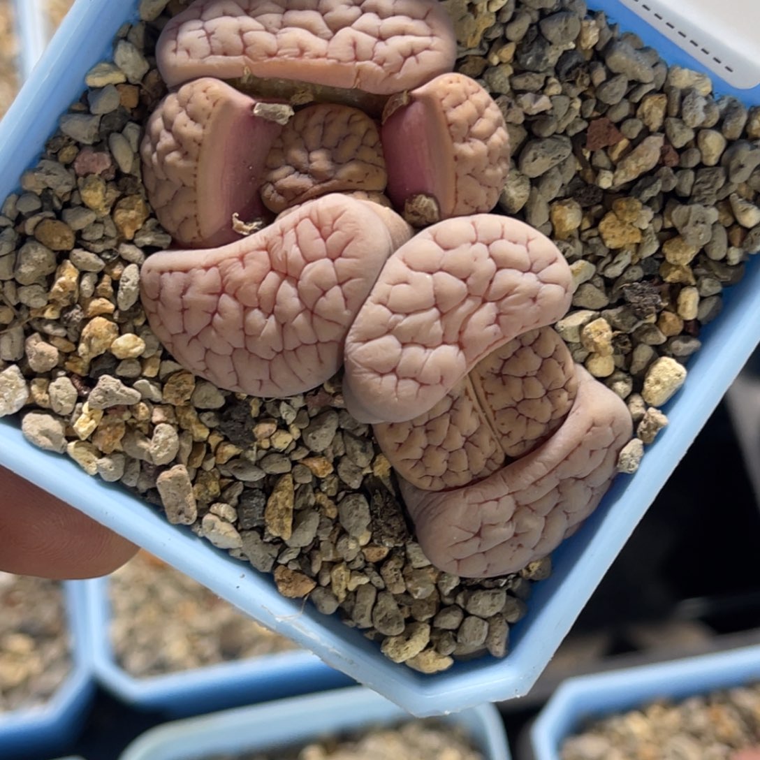 7884，7双头粉体凹凸189