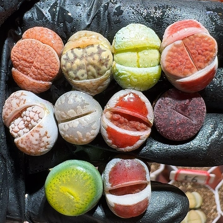 生石花1111111。   206