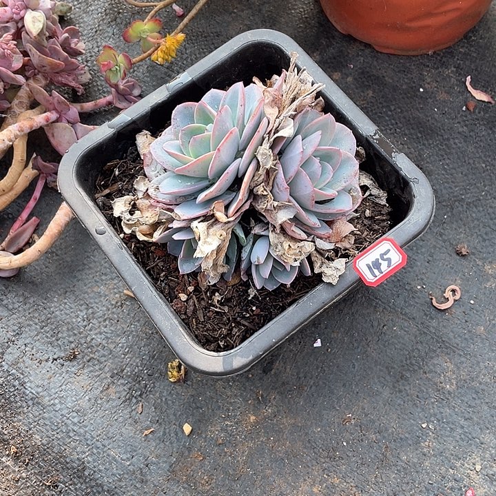 145布鲁兰 一物一拍多肉