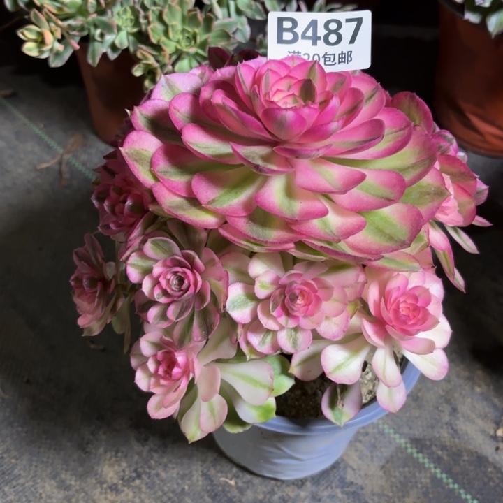 瑞妈一物一拍487