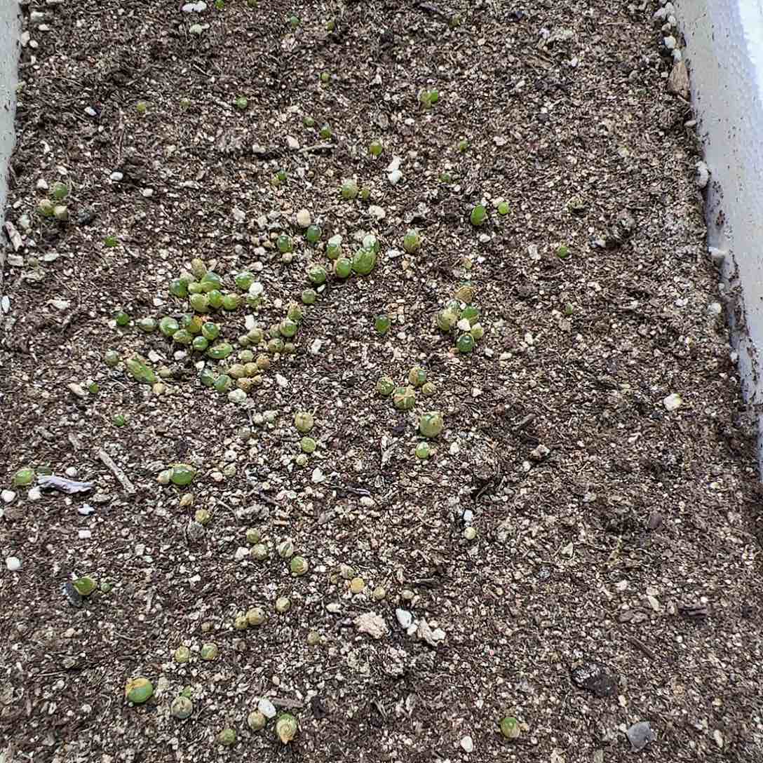 【闪购商品】152 拉登