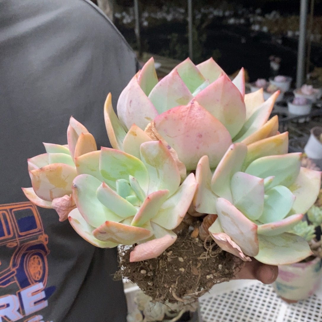 白凤三头起发老桩