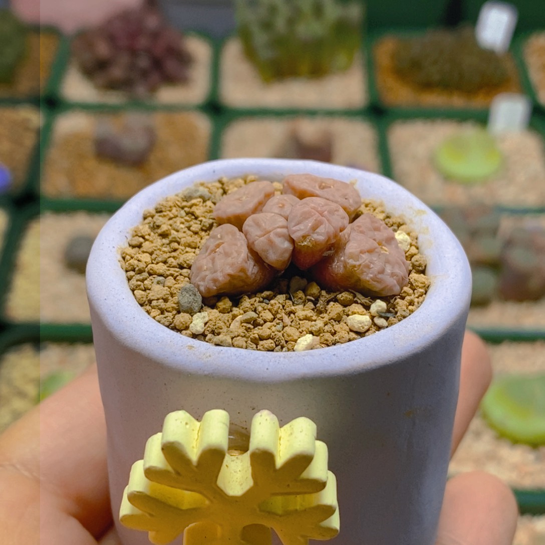 开播带盆福利好看好看