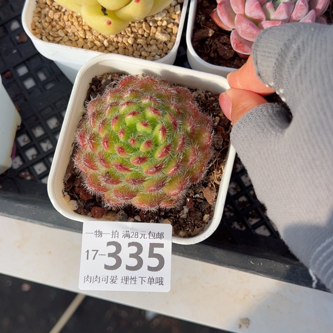 黄金果多肉多肉多肉多肉