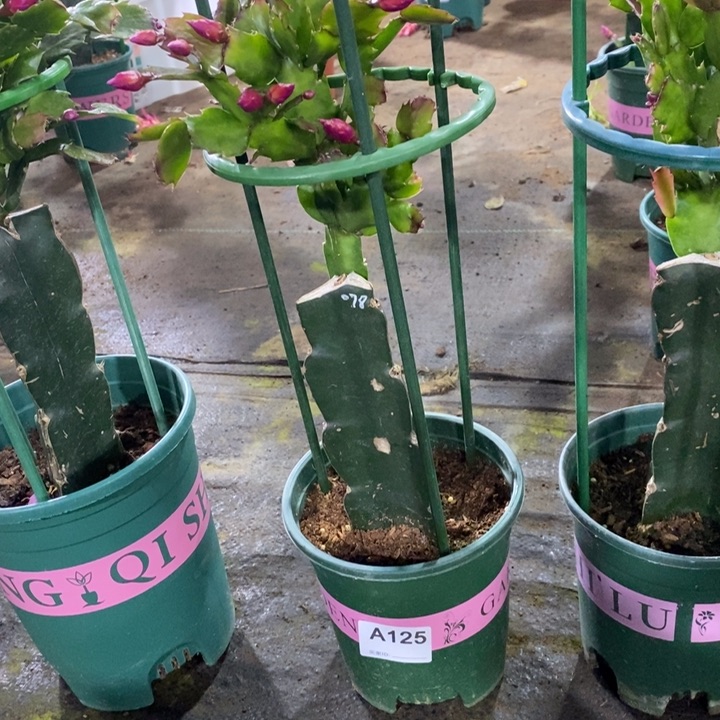 大部分花苞少量开放125嫁接078