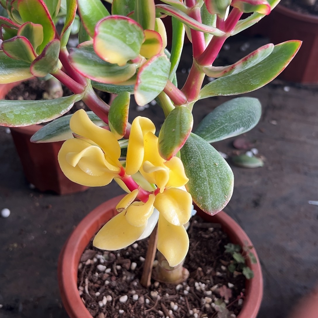 晓***稀有三色花月白锦带土球6471