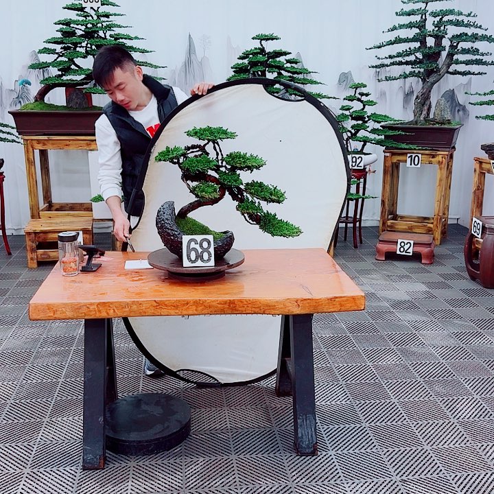 菊****无花朵松柏盆景，一物一拍