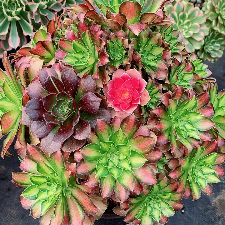 少华法师多肉图片植物